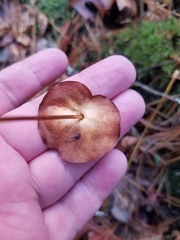 Parnassia asarifolia