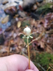 Parnassia asarifolia