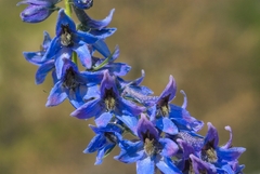Delphinium dubium