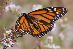 Danaus plexippus
