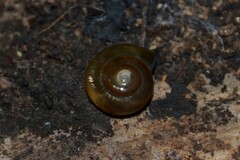 Morlina glabra