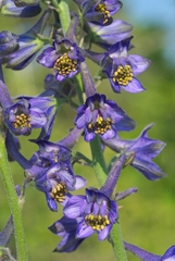 Delphinium fissum