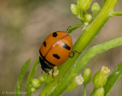 Coccinella transversoguttata