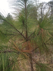 Pinus pseudostrobus