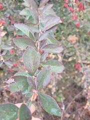 Berberis vulgaris