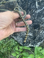 Thamnophis cyrtopsis