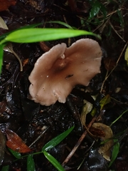 Singerocybe