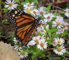 Danaus plexippus