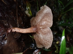 Singerocybe