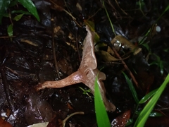 Singerocybe