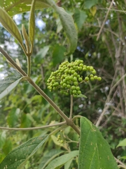 Callicarpa acuminata