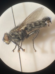 Sarcophaga subvicina