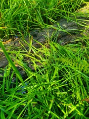 Sparganium androcladum
