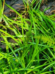 Sparganium androcladum