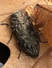 Chrysobothris femorata