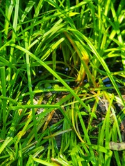 Sparganium androcladum