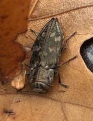 Chrysobothris femorata