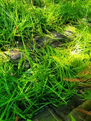 Sparganium androcladum