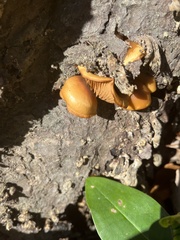 Galerina
