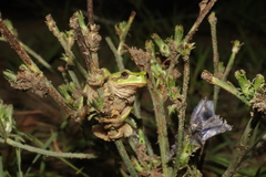 Hyla arborea