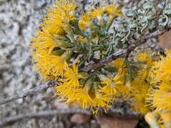 Ericameria cuneata