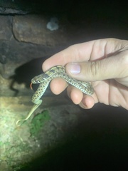 Thamnophis marcianus