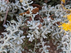 Ericameria cuneata