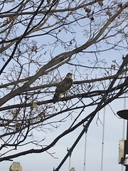 Buteo jamaicensis