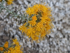 Ericameria cuneata