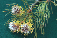 Serruria phylicoides