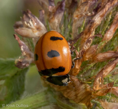 Coccinella transversoguttata