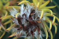 Serruria phylicoides