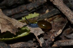 Morlina glabra