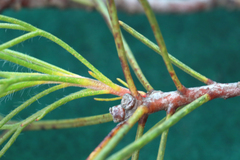 Serruria phylicoides