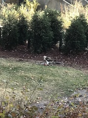 Buteo jamaicensis