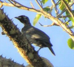 Gymnoderus foetidus