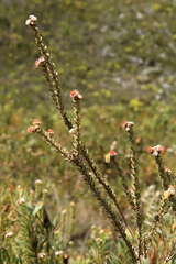 Leucospermum truncatulum