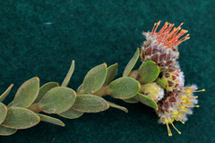 Leucospermum truncatulum