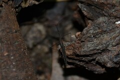 Hydrometra stagnorum