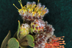 Leucospermum truncatulum