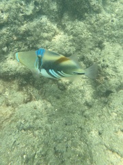 Rhinecanthus aculeatus