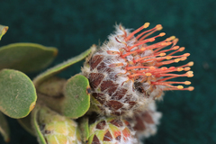 Leucospermum truncatulum