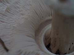 Macrolepiota rhodosperma