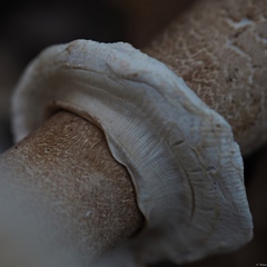 Macrolepiota rhodosperma