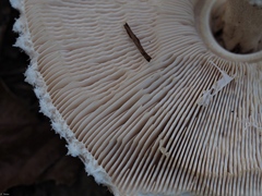 Macrolepiota rhodosperma