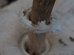 Macrolepiota rhodosperma