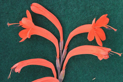 Watsonia tabularis
