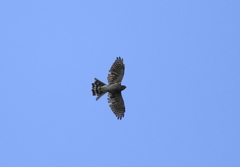 Accipiter virgatus fuscipectus