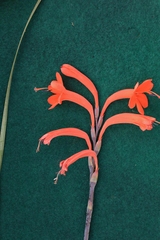 Watsonia tabularis
