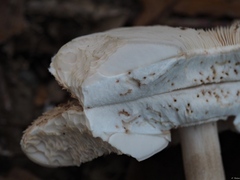 Macrolepiota rhodosperma